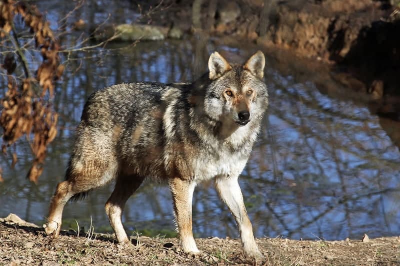 Parc des Loups de Courzieu